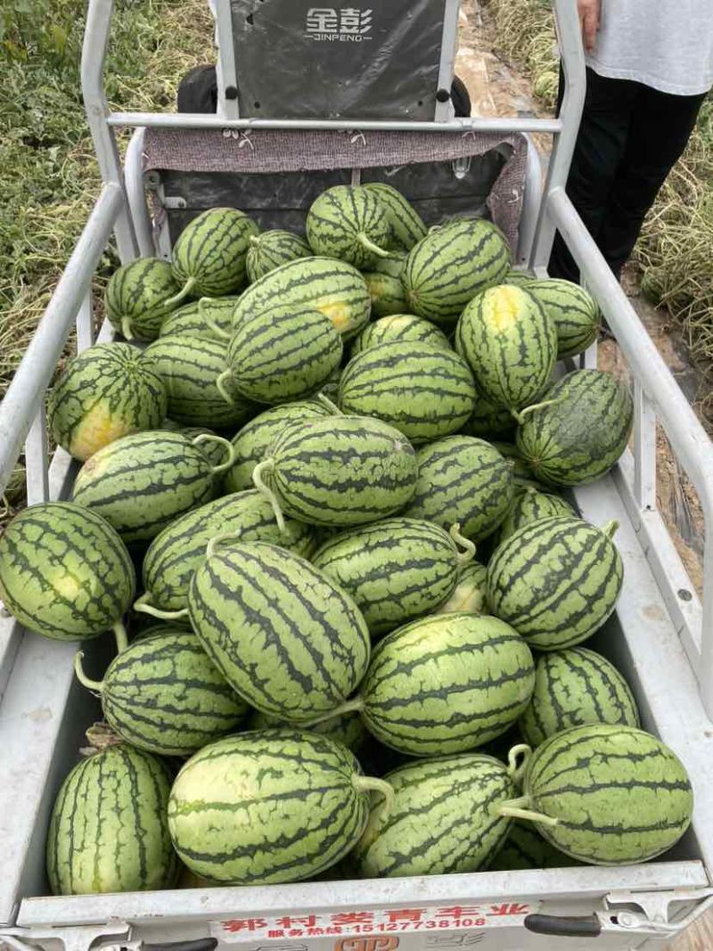 小西瓜小吊瓜