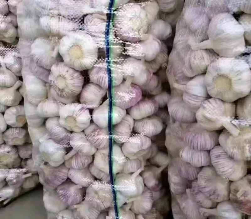河南紫皮大蒜