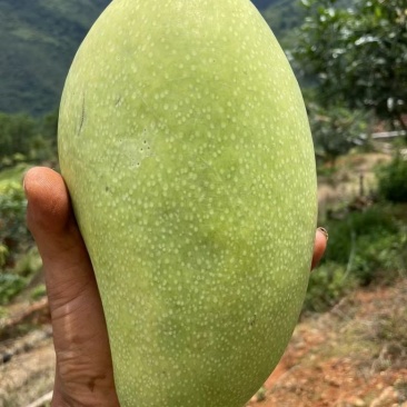 保山金煌芒现采现发甜过初恋巨无霸果形+核薄如纸