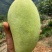保山金煌芒现采现发甜过初恋巨无霸果形+核薄如纸