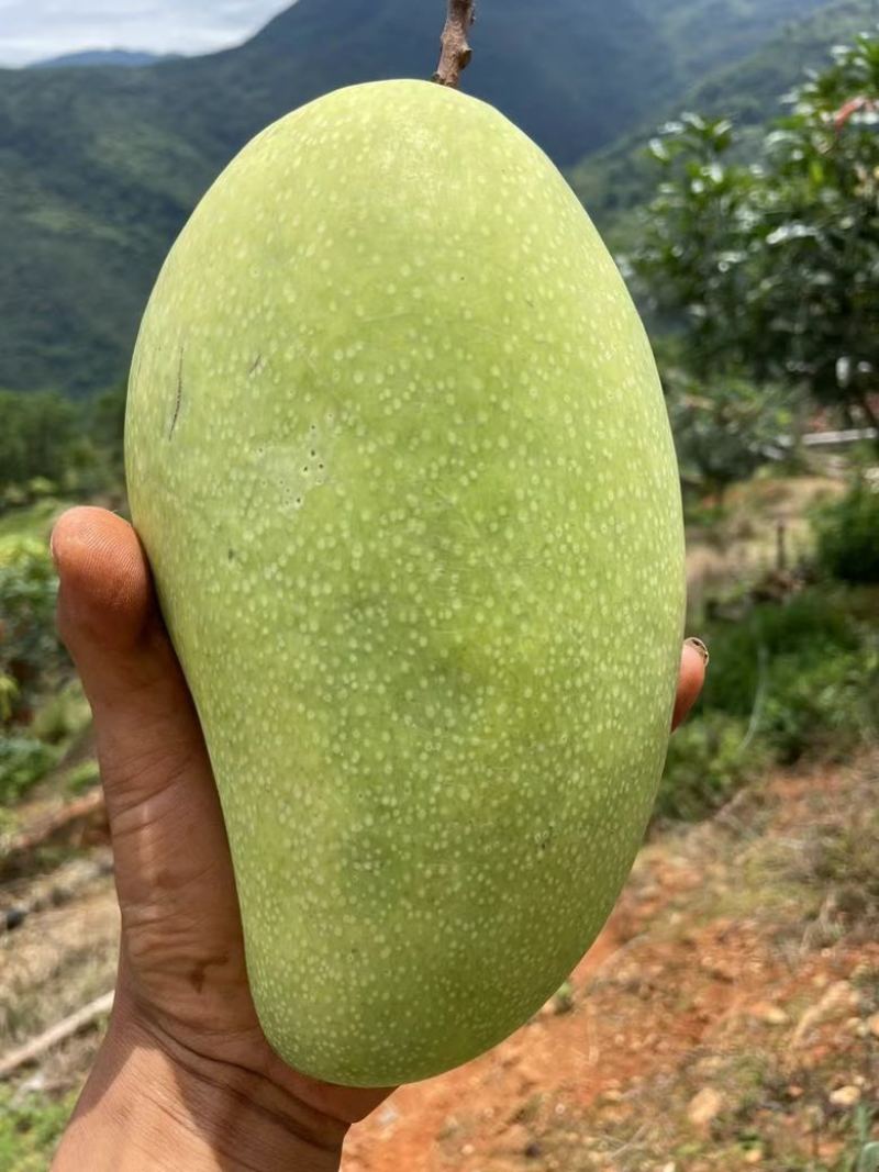 保山金煌芒现采现发甜过初恋巨无霸果形+核薄如纸