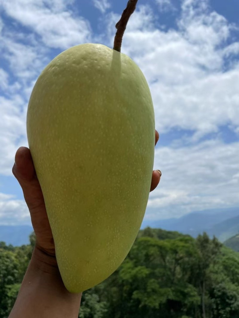 保山金煌芒现采现发甜过初恋巨无霸果形+核薄如纸