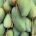 保山金煌芒现采现发甜过初恋巨无霸果形+核薄如纸