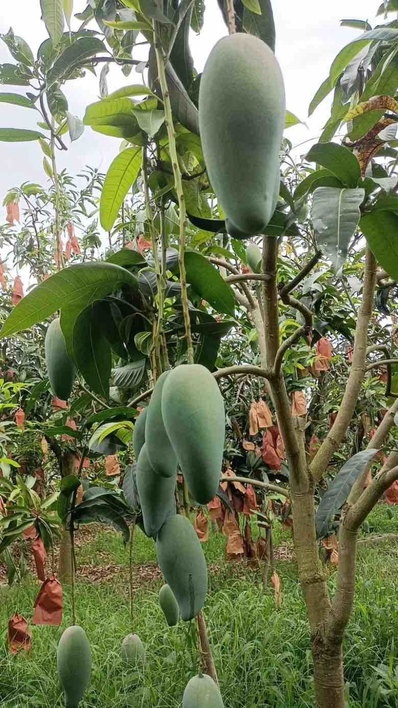 保山金煌芒现采现发甜过初恋巨无霸果形+核薄如纸