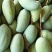 保山金煌芒现采现发甜过初恋巨无霸果形+核薄如纸