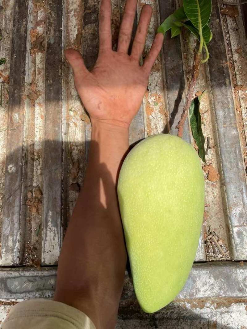 保山金煌芒现采现发甜过初恋巨无霸果形+核薄如纸