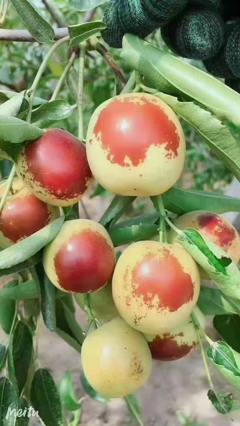 沾化冬枣