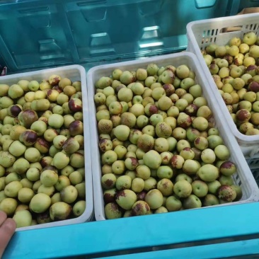 沾化冬枣