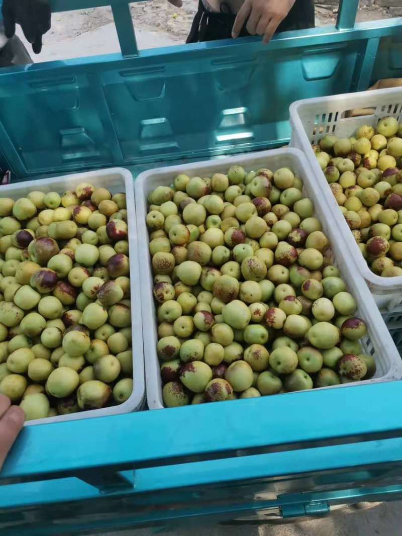 沾化冬枣