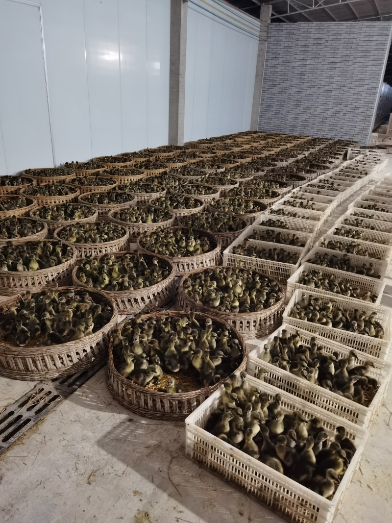 马岗鹅苗