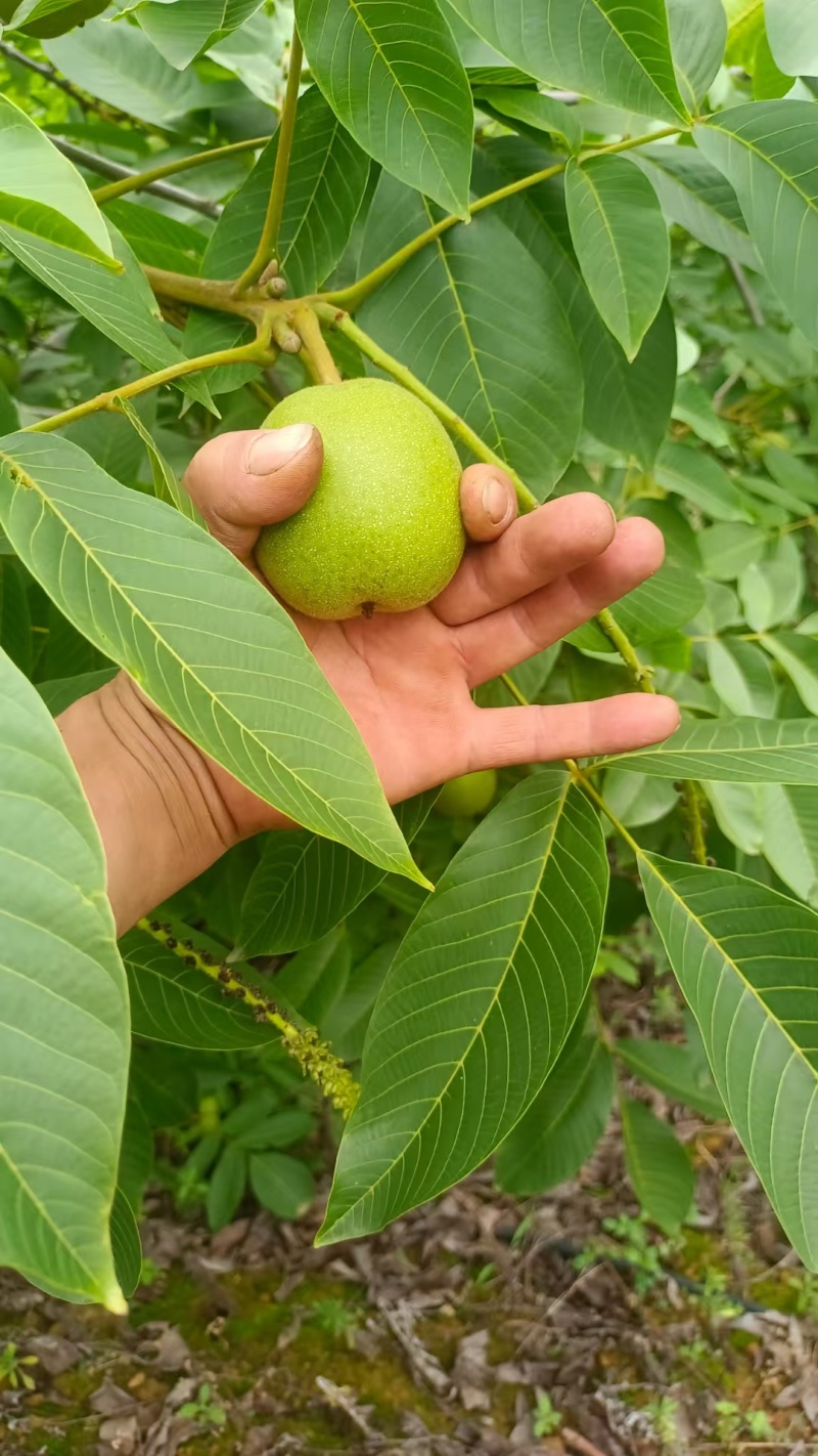 四川大凉山青皮核桃