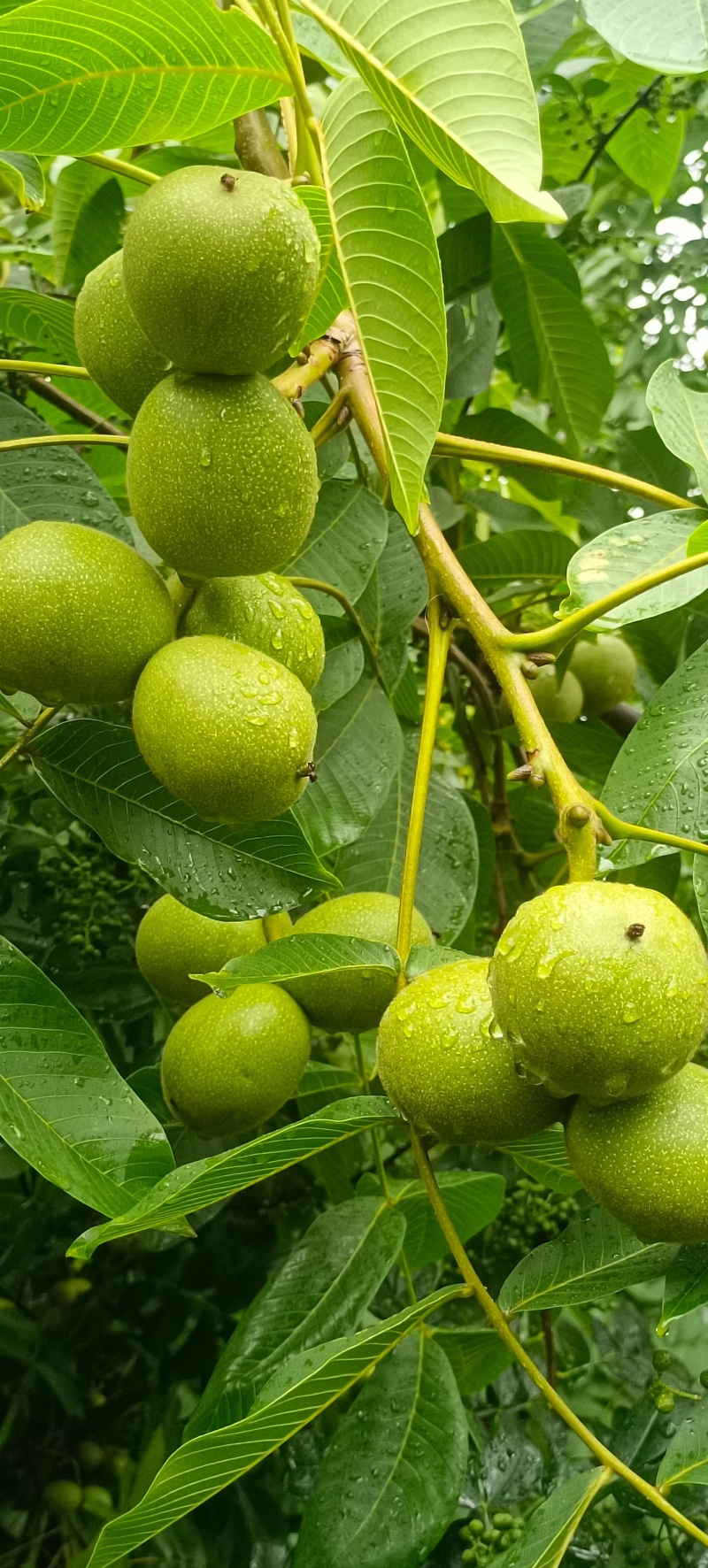 四川大凉山青皮核桃