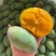 芒果