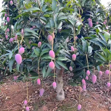 红贵妃电商货3两起