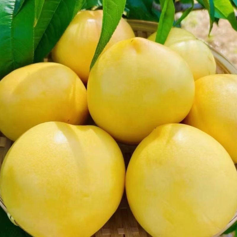 山东蒙阴蜜桃