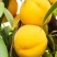 山东蒙阴蜜桃