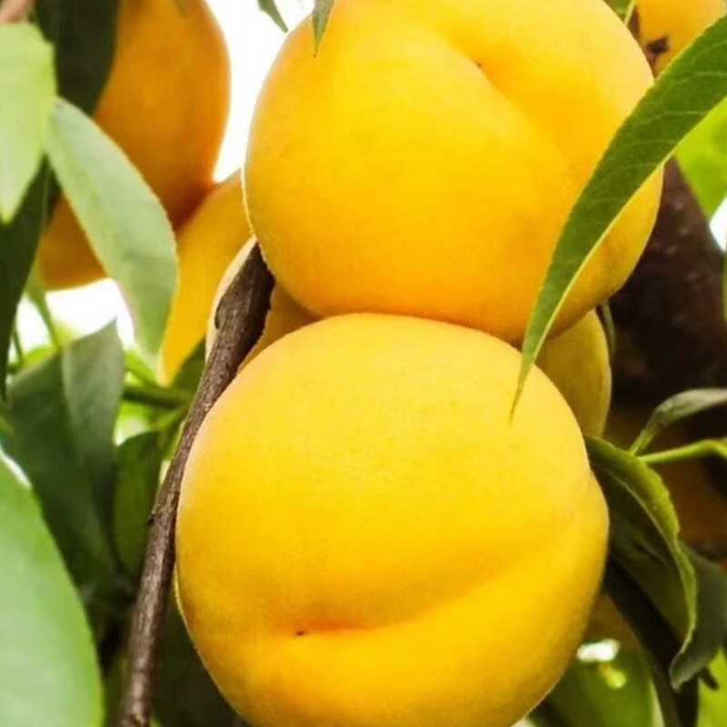 山东蒙阴蜜桃