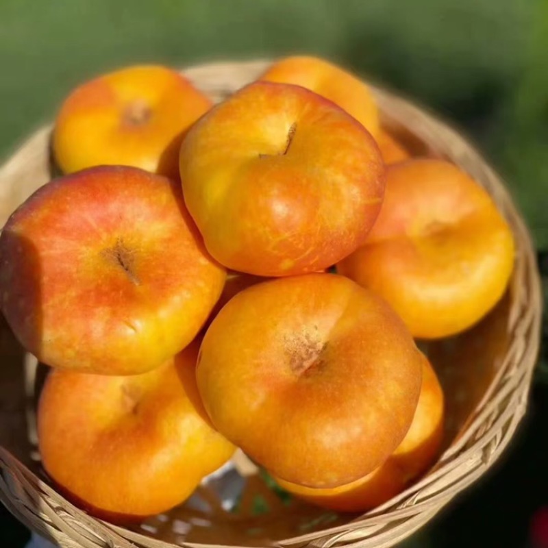 山东蒙阴蜜桃