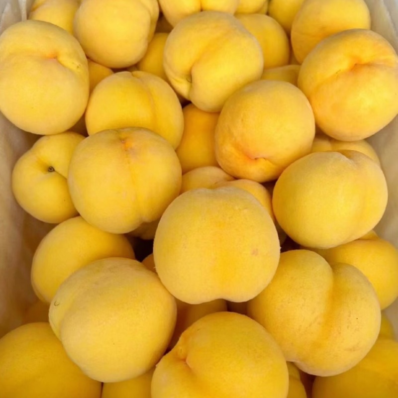 山东蒙阴蜜桃