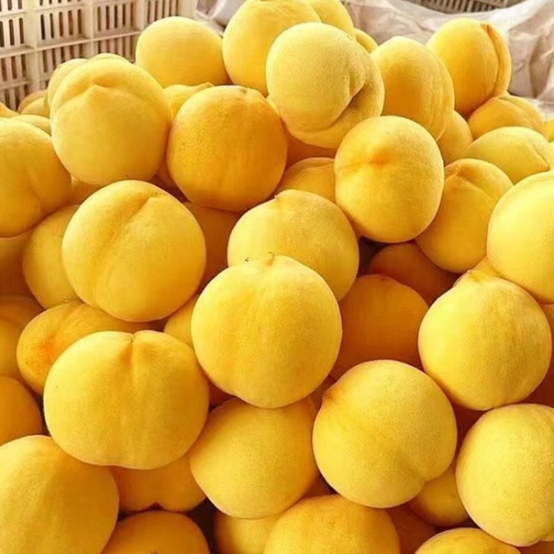 山东蒙阴蜜桃