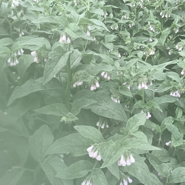 中草药宽叶10万错