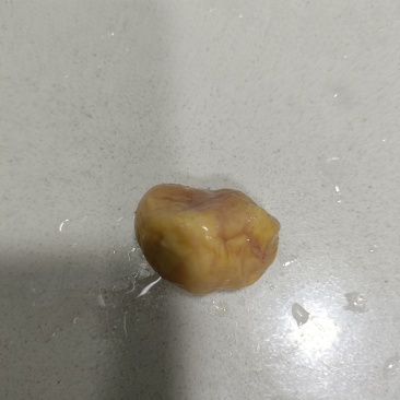 鸡宝