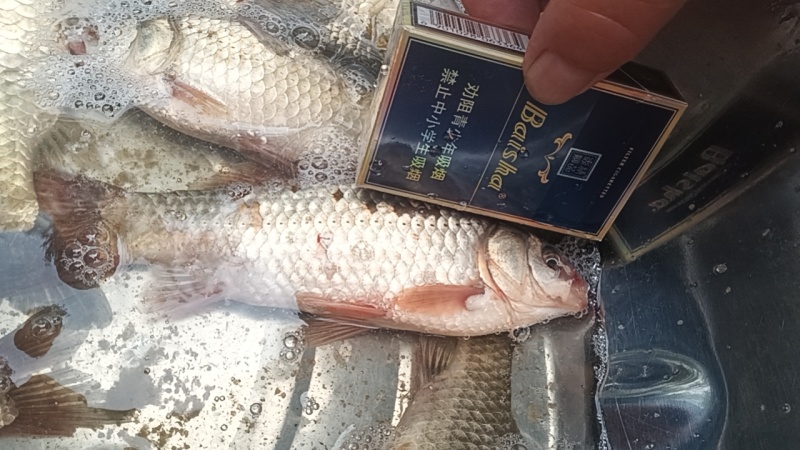 鲫鱼二两以上