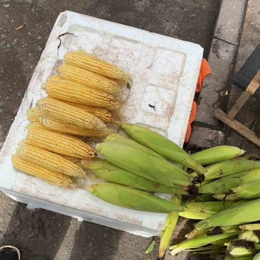 玉米