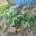 文玩核桃树苗实生苗