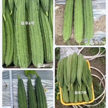八棱丝瓜