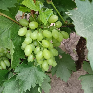 无核白鸡心葡萄