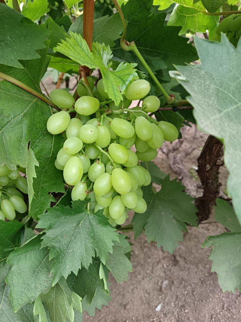 无核白鸡心葡萄