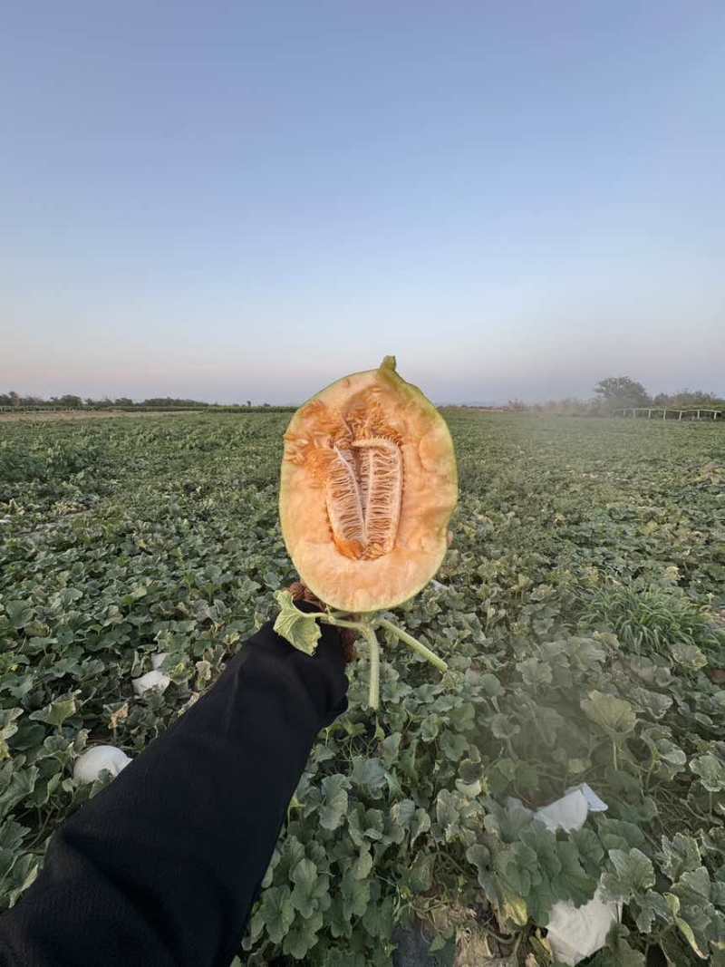 新疆哈密瓜，西州蜜25号，金色年华，一件代发，走柜！！！