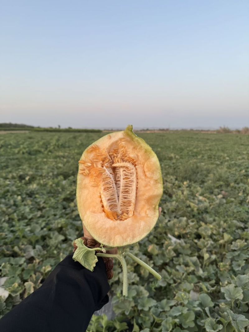 新疆哈密瓜，西州蜜25号，金色年华，一件代发，走柜！！！