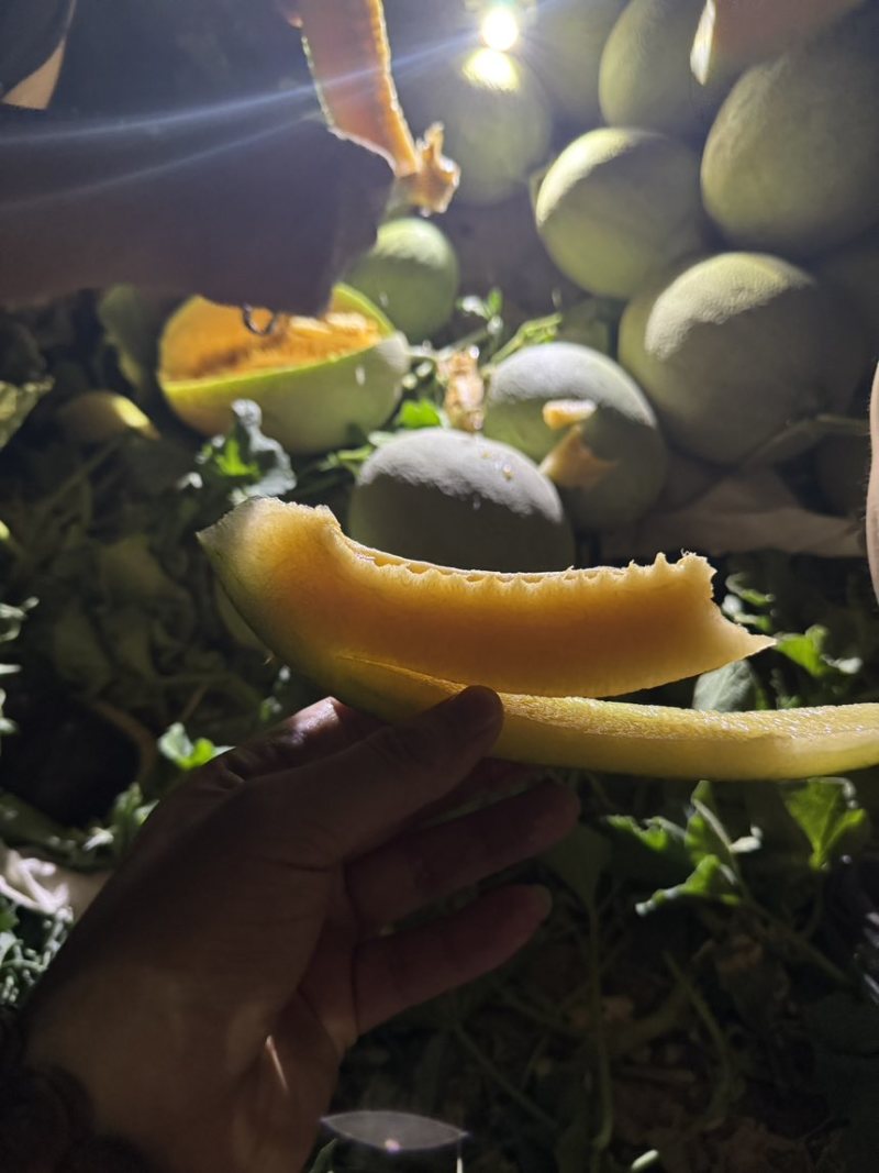 新疆哈密瓜，西州蜜25号，金色年华，一件代发，走柜！！！