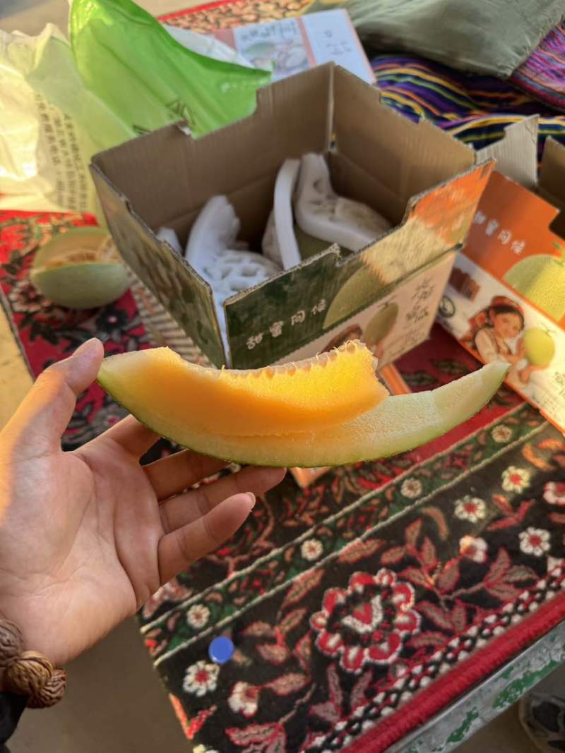 新疆哈密瓜一件代发可定制