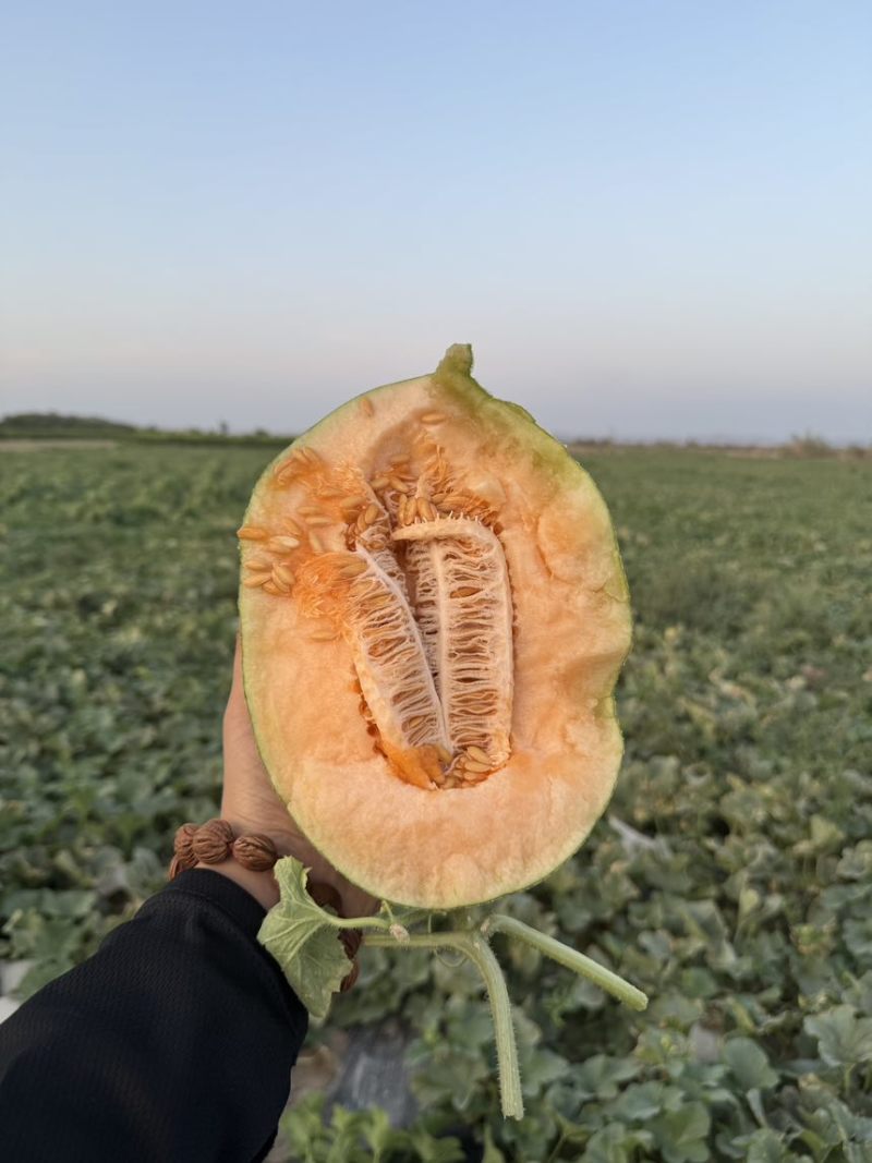 新疆哈密瓜一件代发可定制