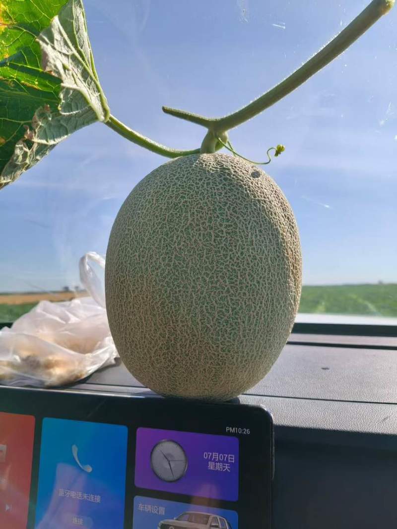 新疆哈密瓜一件代发可定制