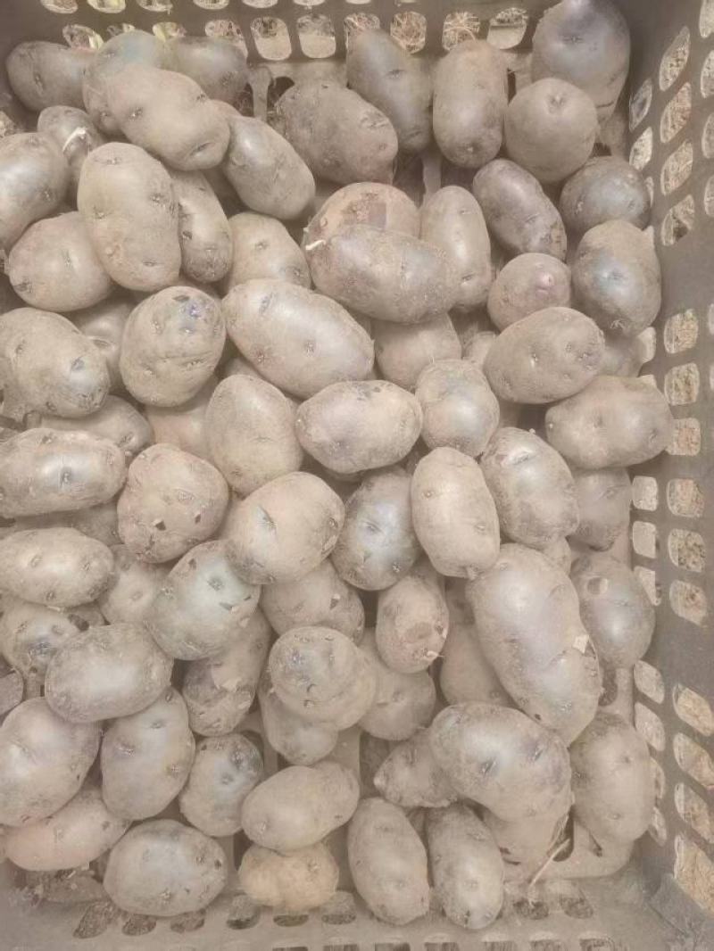 贵州乌洋芋(七彩土豆)