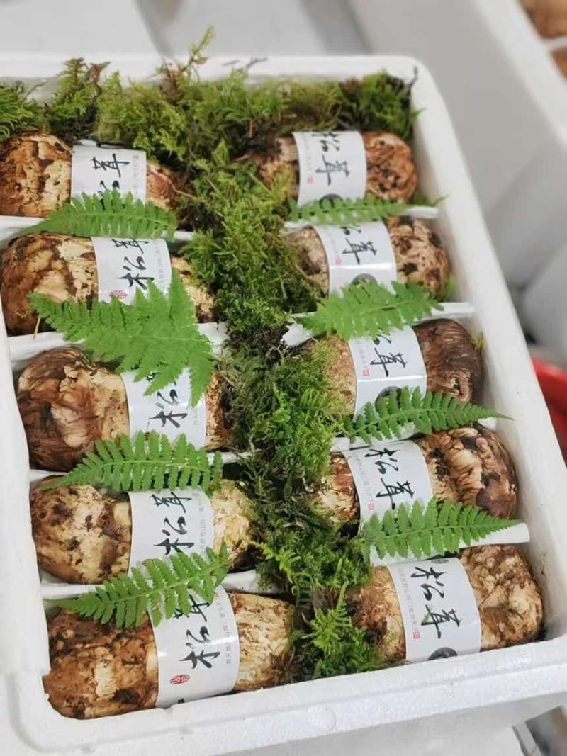 香格里拉松茸——来自雪域高原的珍馐至味