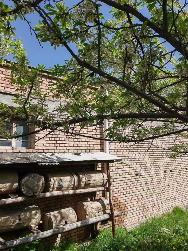甘肃大山土蜂蜜