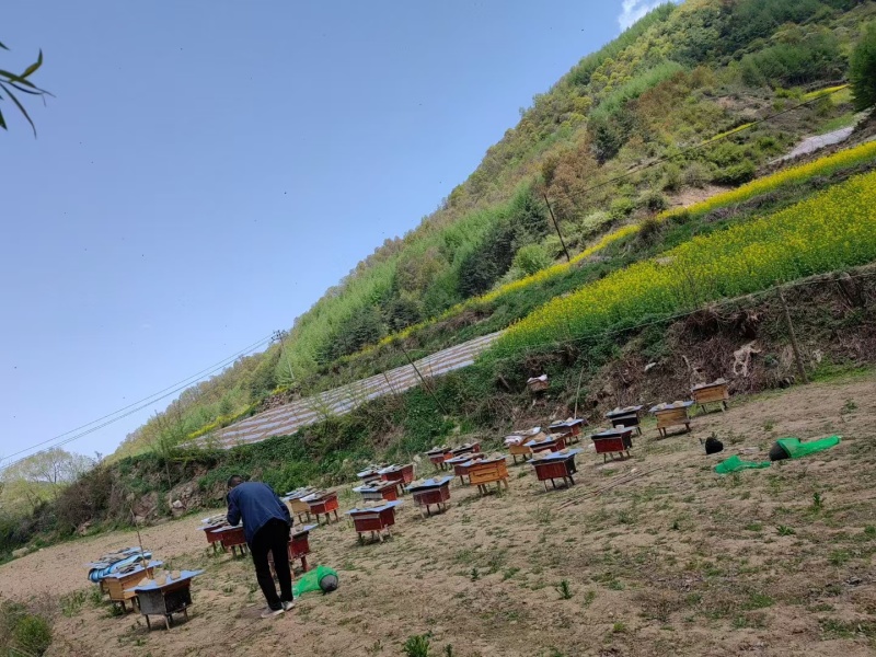 甘肃大山土蜂蜜
