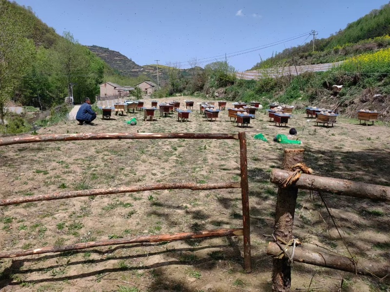 甘肃大山土蜂蜜