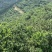 云南西双版夏威夷果澳洲坚果种植基地加工厂量大可全年供应