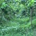 香水柠檬