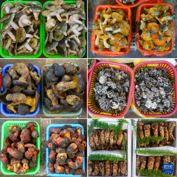 云南野生菌