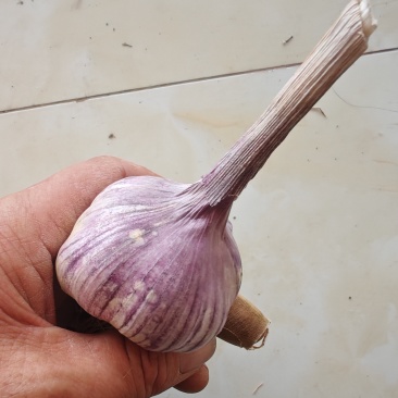 济南白桥大青稞蒜种