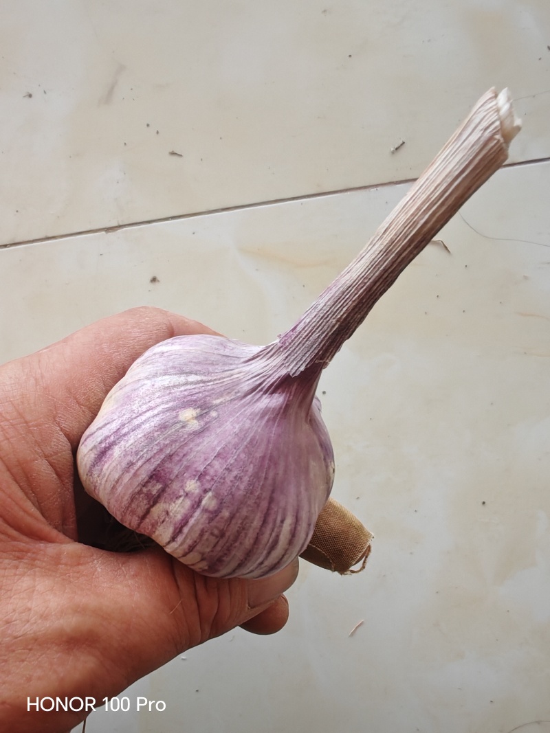 济南白桥大青稞蒜种