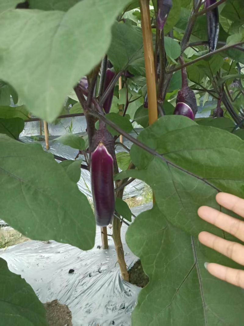 紫把长茄