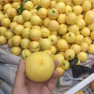 蒙阴黄油桃